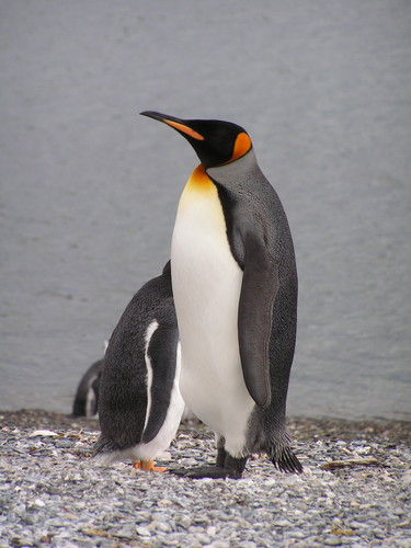 Pingüino rey. Foto: Xosé Luis Otero.