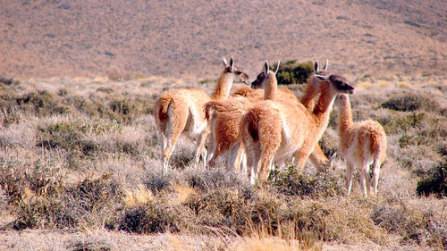 Tropilla de guanacos en la reserva La Payunia, sur de Mendoza/Gustavo Neme.