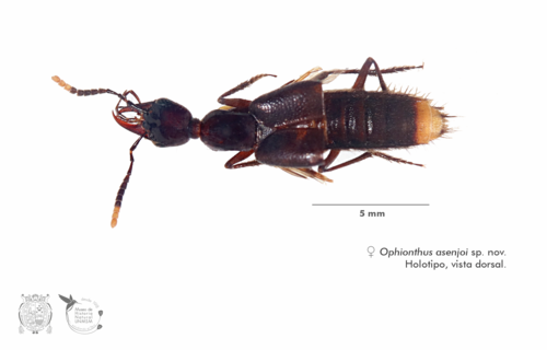 Nueva especie de escarabajo para Perú.