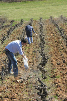 Científicos de la Universidad de León encalan suelos vinícolas del Bierzo durante un experimento para modificar la acidez del terreno.