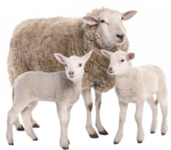 Las especies afectadas son ovejas, cabras, bovinos (FOTO: UNA).