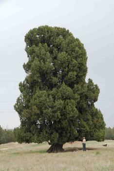 Un proyecto europeo conservará árboles singulares (FOTO: FFRF).