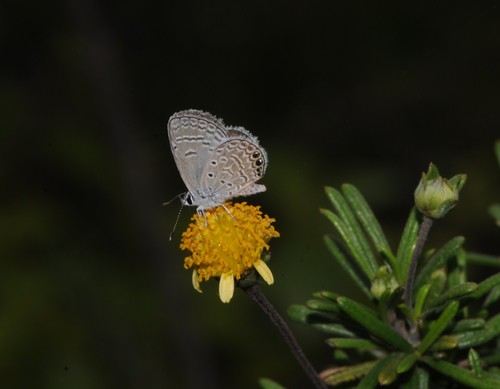 'Hemiargus ramon' (F. Lycaenidae), mariposa exótica invasora polinizando 'Macraea laricifolia', una planta endémica de Galápagos. Foto: Anna Traveset.