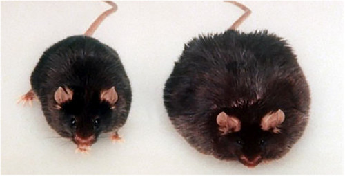 Una rata Zucker similar a la empleada para este estudio, y que constituye uno de los modelos genéticos de obesidad mejor caracterizados. Foto: UGR.