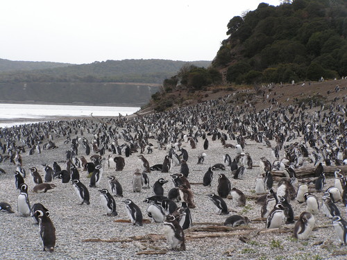 Colonia de pingüinos en Ushuaia, Argentina. Foto: Xosé Luis Otero.