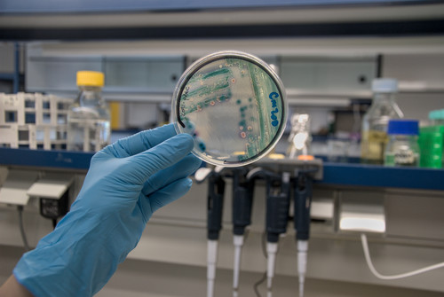 Placa de Petri con un cultivo de la bacteria Klebsiella pneumoniae. / Leyre Flamarique.