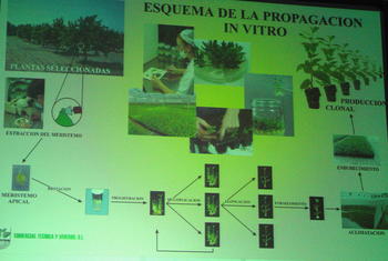 Diapositiva del esquema de la propagación in vitro