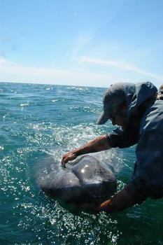 Sólo en México, el turismo de observación de cetáceos genera 24 millones de dólares al año. (Foto: Héctor Trinidad Meléndez/Cortesía del CICESE)