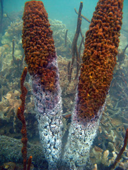 Corales blanquecinos debido a las altas temperaturas (Foto: STRI)