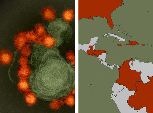 El equipo estudió la propagación del virus Zika (a la izquierda, cortesía de NIAID) en las regiones afectadas de América del Sur y Central y el Caribe (derecha, en rojo)/Broad Institute