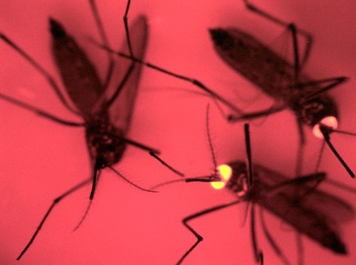 'Aedes aegypti' estériles o con espermatozoides defectuosos. La fluorescencia indica la inserción de la “construcción SCC” que resulta en mosquitos estériles. El de la izquierda –sin fluorescencia– corresponde a los mosquitos normales/Oliveira