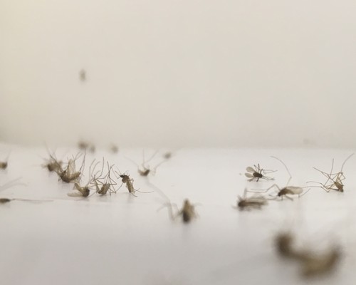 Mosquitos. Foto: CSIC.
