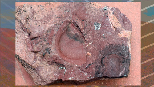 'Trilobite Ogyginus sp'. Foto: gentileza investigadora. Aparecida originalmente en Proceedings of The Roya Society B.
