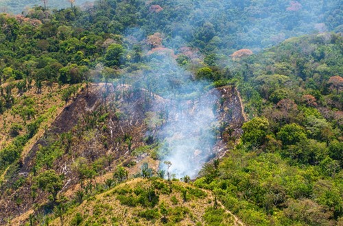 Incendio en bosque tropical./Steven Paton, Sean Mattson, STRI.