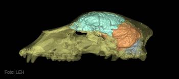 Cráneo analizado en modelo 3D.