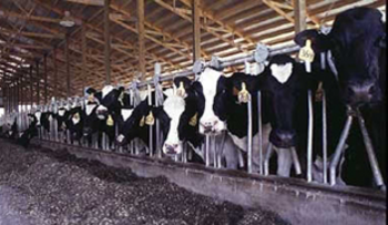 Vacas en confinamiento (FOTO: Infouniversidades)