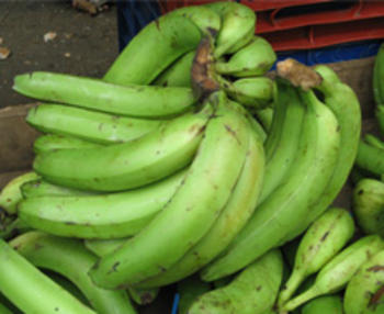 Plátano macho verde