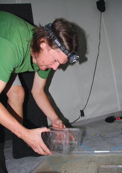 Wouter Halfwerk, becario postdoctoral de la Universidad de Leiden en los Países Bajos, trabaja en el laboratorio de ranas del Smithsonian en Gamboa (FOTO: STRI).