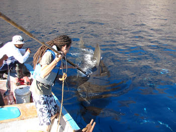 Investigadores del CICESE realizan estudios en torno al tiburón blanco (FOTO: CICESE).