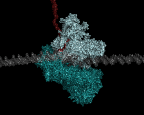Estructura de la ARN polimerasa obtenida por los investigadores./ CARLOS FERNÁNDEZ TORNERO.