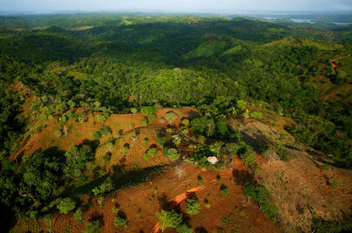 Bosque en Panamá. (FOTO: STRI.