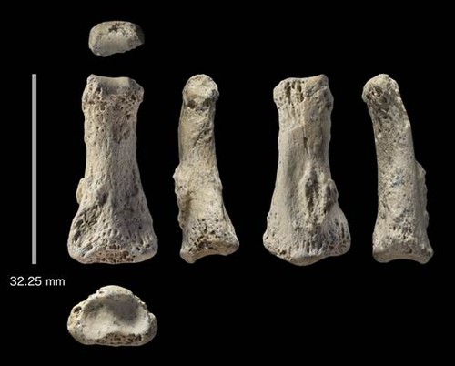 Fósil de una falange de Homo sapiens del yacimiento de Al Wusta en Arabia Saudí/Ian Cartwright.