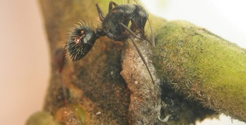 Científicos describen esta estrategia –desconocida hasta ahora– que emplean las larvas de una pequeña especie de mosca para comer hormigas en plantas de la sabana brasileña