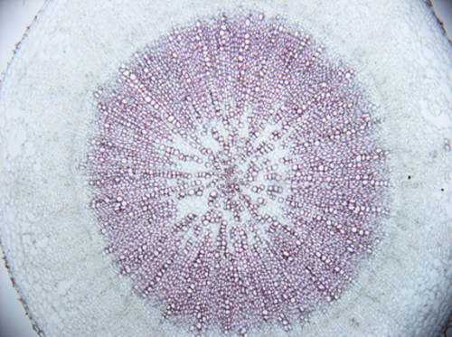 Corte transversal del hipocótilo de Arabidopsis thaliana. Imagen: UPV.