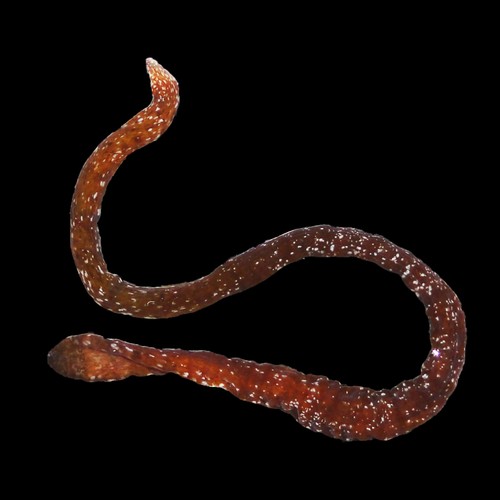 Nueva especie de nemertino descubierta en el archipiélago de Bocas del Toro en Panamá/Natsumi Hookabe.