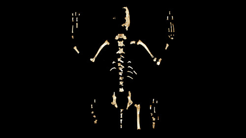 Fósiles de la especie de zorro hallada en los años 70 en Baja California, México.