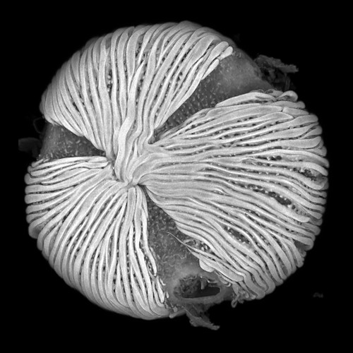 Reconstrucción 3D de un grano de polen de Anthonotha que muestra la morfología externa. Foto cortesía de Ingrid Romero. 