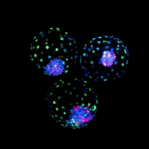 Blastoides bovinos ensamblados con base en células madre trofoblásticas y células madre de potencial expandido. / Carlos A. Pinzón Arteaga.