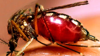 Mosquito transmisor del dengue (Fotografía: UDEA)