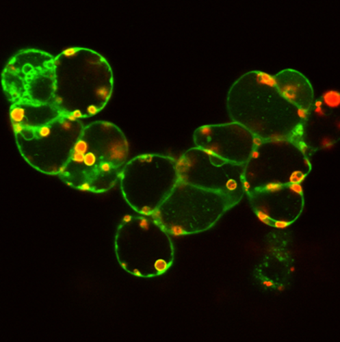 Imagen de un experimento con células vegetales. Imagen: IRNASA.