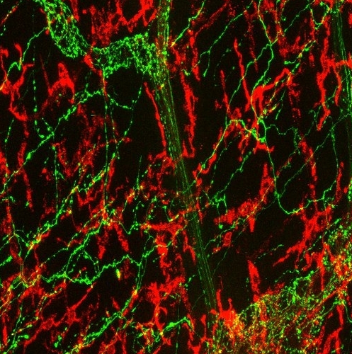 Neurons that express noradrenaline in green and macrophages in red / Paul Muller.