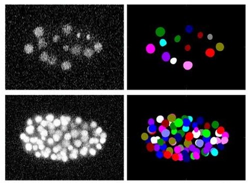 Análisis de un vídeo sobre el desarrollo embrionario de un gusano C.elengans. Imagen:  Cell Tracking Challenge.