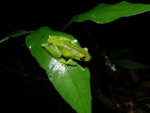 Anfibio en la selva tropical brasileña/MSU