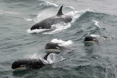 Un grupo de ballenas asesinas tipo D en las islas Georgias del Sur/J.-P. Sylvestre.