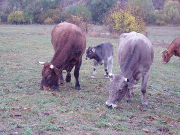 Imagen de unas vacas pastando.