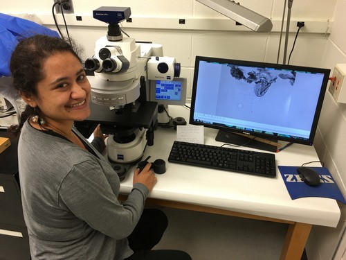 La investigadora Ingrid Romero buscando polen fósil con un microscopio óptico. Foto cortesía de Doug Peterson. 