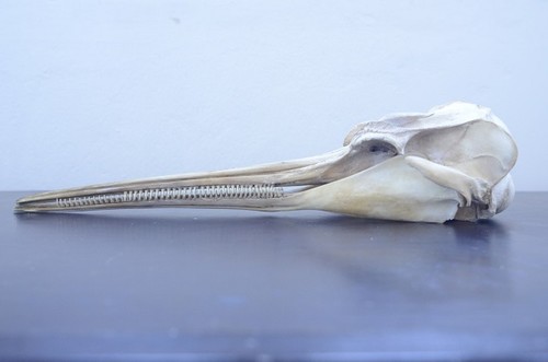 Cráneo de delfín franciscana./Massimiliano Drago, UB-IRBio.