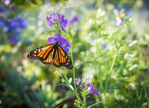 Mariposa monarca.