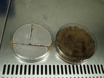 Muestras de cultivos de la bacteria ‘Streptomyces’.