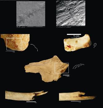 Huesos humanos con marcas de dientes humanos encontrados en los yacimientos de la Gran Dolina y la Cueva del Mirados (FOTO: IPHES).