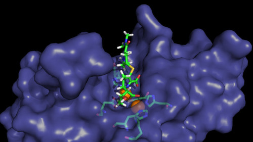 Estructura de la proteína NDM-1, responsable de la resistencia bacteriana a antibióticos beta-lactámicos, con y sin antibiótico (imipenem) unido en su sitio catalítico/conicet