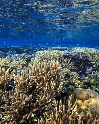 Corales en el Océano Pacífico. Foto: Tane Sinclair-Taylor.