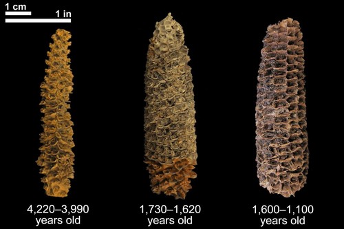 Mazorcas de maíz de diferentes edades encontradas en el sitio del refugio El Gigante/Thomas Harper