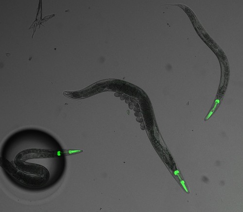 C. elegans que expresan GFP en células musculares de la faringe. / Javier Álvarez - IBGM.