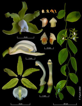 Lámina que describe las partes de Vanilla sarapiquiensis. foto Cortesía Diego Bogarin.
