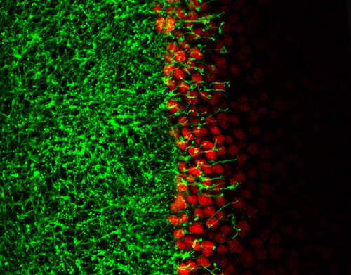Células que expresan Hedgehog (en verde) que extienden citonemas hacia las células receptoras de la señal, que responden a Hedgehog activando los genes diana de su vía de señalización./CSIC